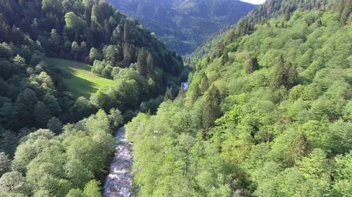River Flowing Through Valley Floor of Broadleaf Tree Forest