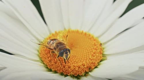 a Bee Collects Nectar on a Camomile