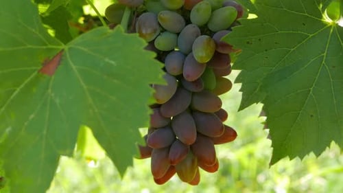 Uvas maduras
