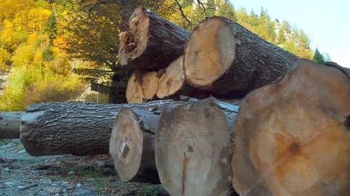 Cut Logs Stacked in a Forest on Sunny Day