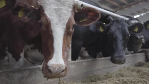 Calves Feeding Process on Modern Farm. Close Up Cow Feeding on Milk Farm. Cow on Dairy Farm Eating