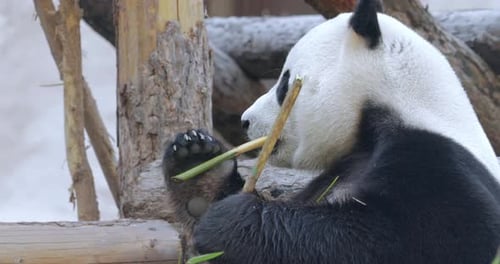 Giant Panda Ailuropoda Melanoleuca Also Known As the Panda Bear