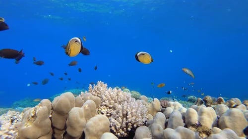 Colorful Fish Swimming Near Vibrant Coral Reef