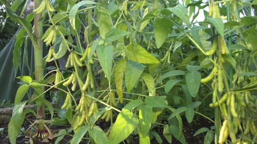 Growing Soy in Garden