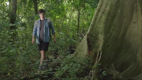 Man Looking A Big Tree