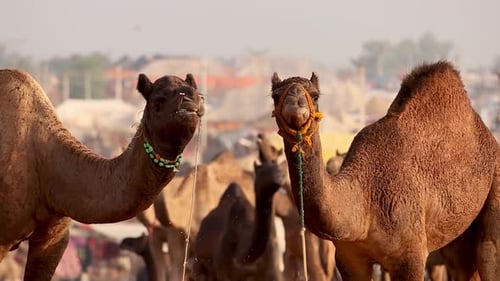 Camels at the Pushkar Fair, Also Called the Pushkar Camel Fair or Locally As Kartik Mela