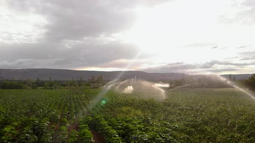 Weizenkorn - Weizenfelder