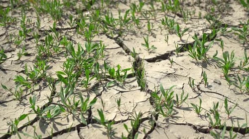Cracked Earth and Sparse Vegetation in Arid Land