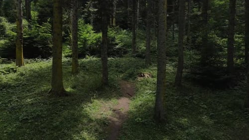 Natural Forest