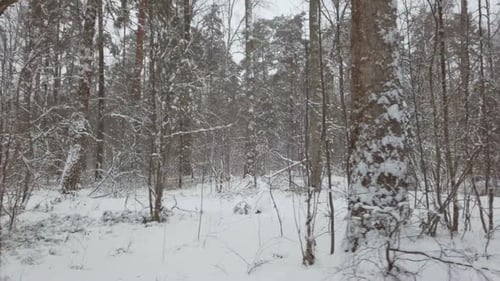 Beautiful Winter Forest