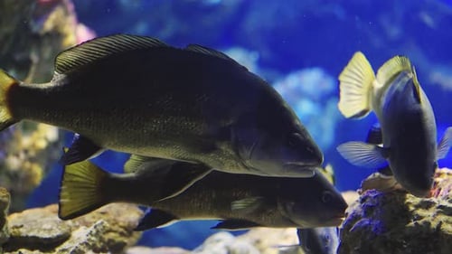 Tropical Fish Swimming in Aquarium