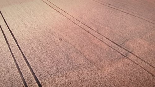 Yellow wheat field. Harvesting season