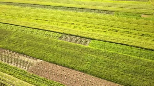 Luftaufnahme von grünen landwirtschaftlichen Feldern im Frühjahr mit frischer Vegetation nach der Aussaatsaison