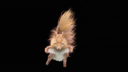 Realistic Animated Squirrel Jumping with Alpha Channel