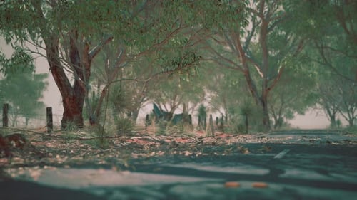 Open Road in Australia with Bush Trees