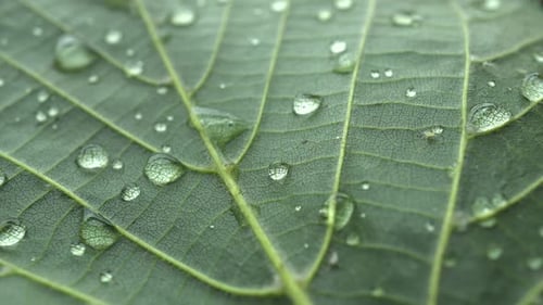 Green Leaf with Glistening Water Droplets