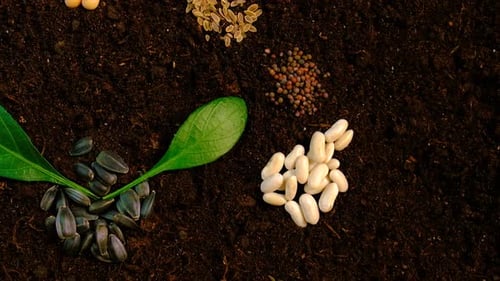 Seeds on the Soil for the Sowing Season