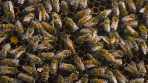 Busy Honeybees Working on Honeycomb in Beehive