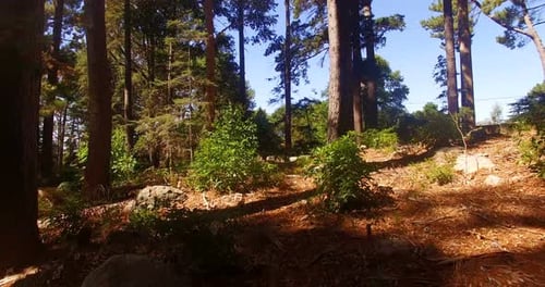 La lumière du soleil traverse les arbres