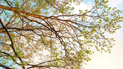 Zweige der Bäume im Frühling