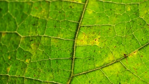 Green Leaf Analysis