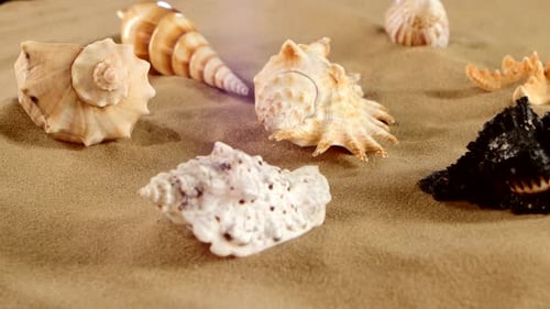 Seite verschiedener Muscheln und Seesterne auf Strandsand, schwarz, Rotation