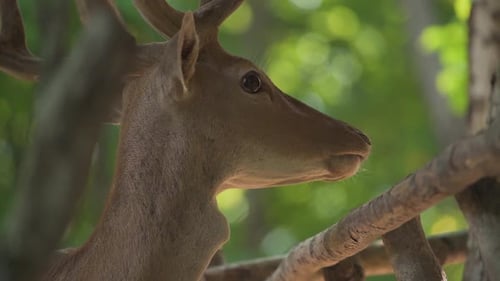 Deer Chewing in a Lush Forest Environment