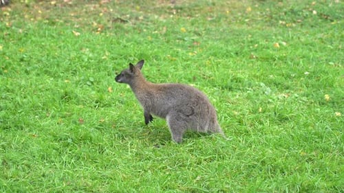 Känguru im Gras