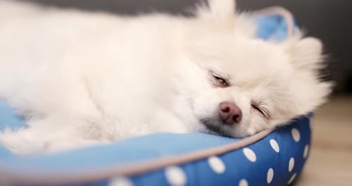 Cute White Dog Sleeping Soundly in Blue Bed