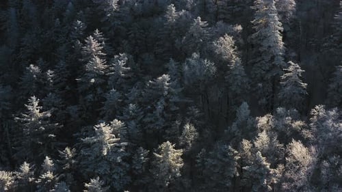 Winter Forest Nature Snow and Frost Covered Conifers Alpine Landscape