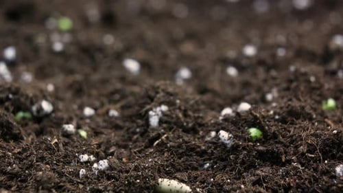 Sprouts Germination Newborn Plant