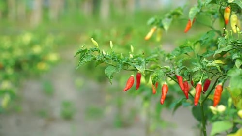 Rote Paprika