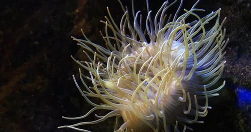 Sea Anemone, Real Time 4K