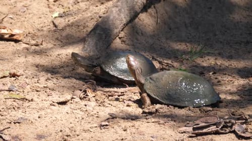 Zwei afrikanische Schildkröten mit Helm im Sand