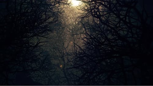 In Night Death Forests 02 4K
