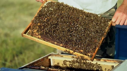 Beekeeper Checking Hive of Bees in Apiary