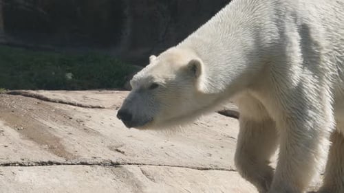 Polar Bear