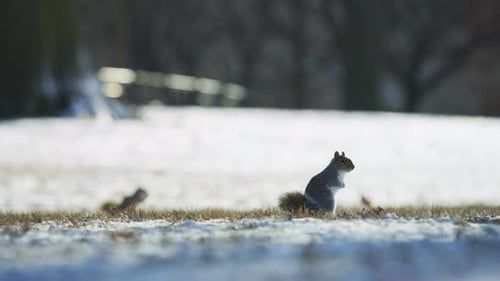 Eichhörnchen in einem Park