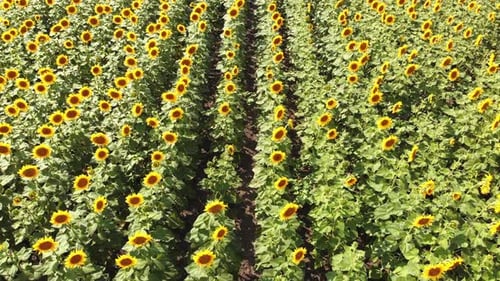 Aerial Drone View of Sunflowers Field