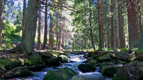 Fluss im Wald mit Steinen - Sunny Day