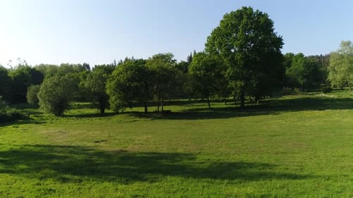 Green trees in the forest