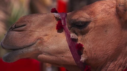 Profil von Gesicht und Augen des Wüstendromedarkamels (Camelus Dromedarius) im Nahen Osten im Oman mit