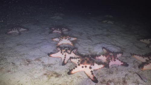 Seesterne auf Koralle. Philippinen, Mindoro