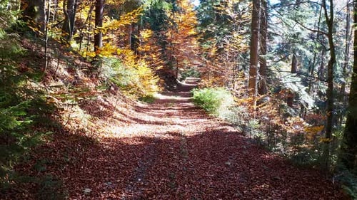 Filming From a Drone Flight of the Forest and a Path Strewn with Leaves in the Ukrainian Mountains