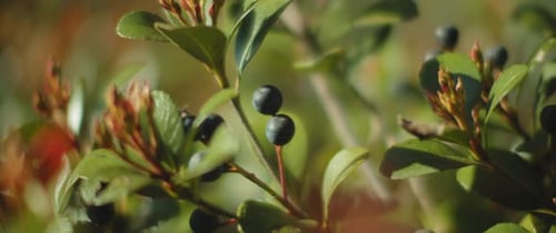 Wild berries with green leaves