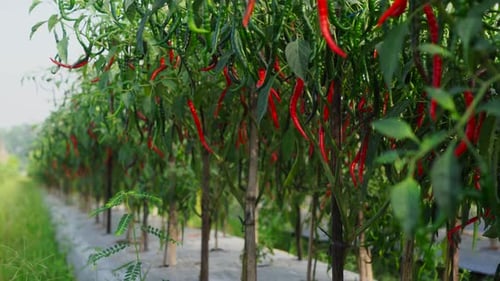 Cayennepfeffer in einem Baum