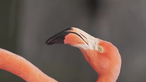Vertikale Nahaufnahme von Schnabel und Gesicht des amerikanischen Flamingos, Austrittsrahmen