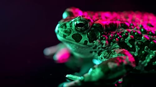Close Up Frog with Pink and Green Lighting