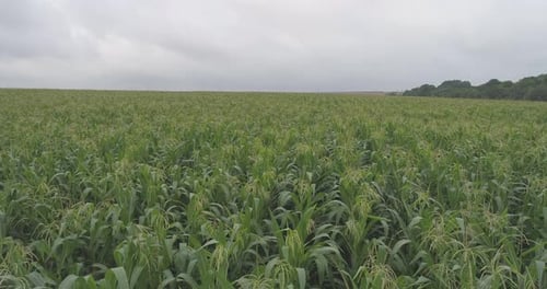 Cornfield Aerial View on an Overcast Day