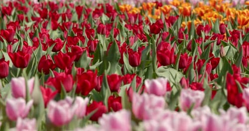 Field of Colorful Tulips Blooming in Spring